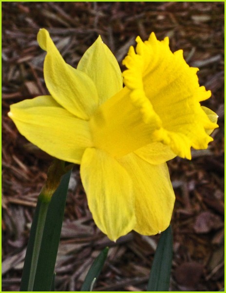 MY DAFFODIL