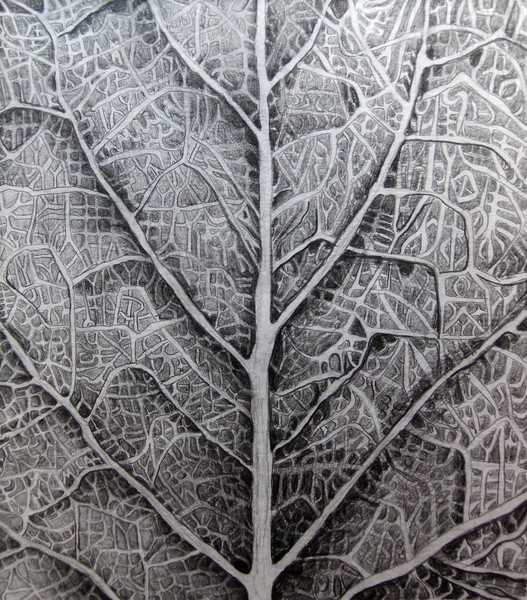 Leaf Veins