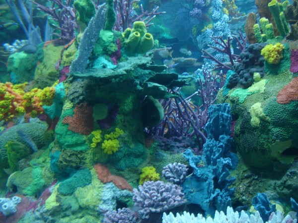 Coral Gardens