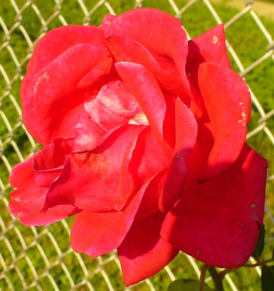 Red Rose