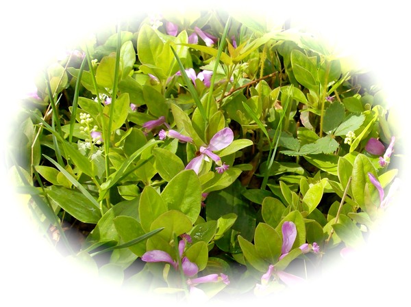 Wild Flowers # 1