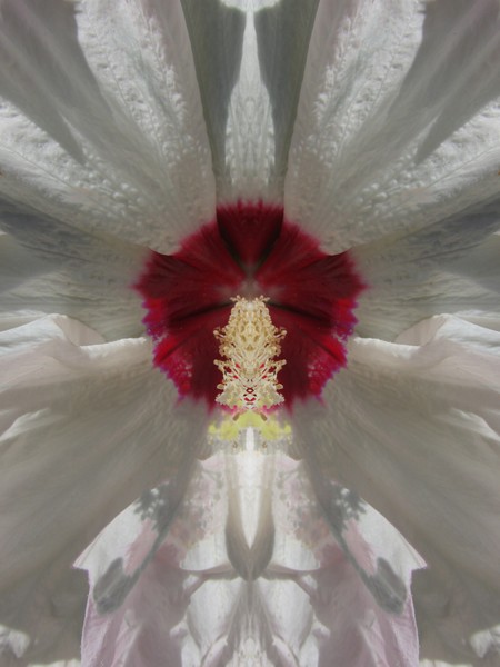 Hibiscus Fantasy