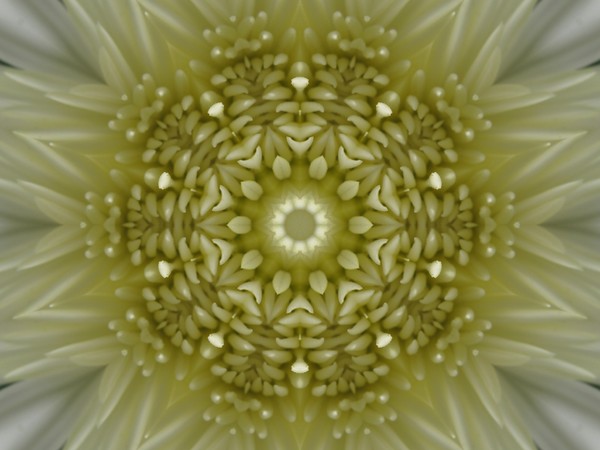 Spider Mum