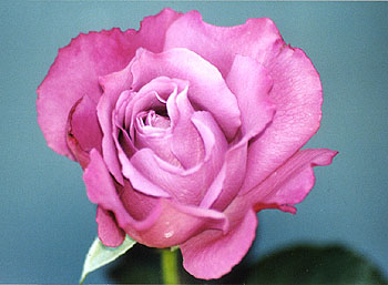 Pink bloom
