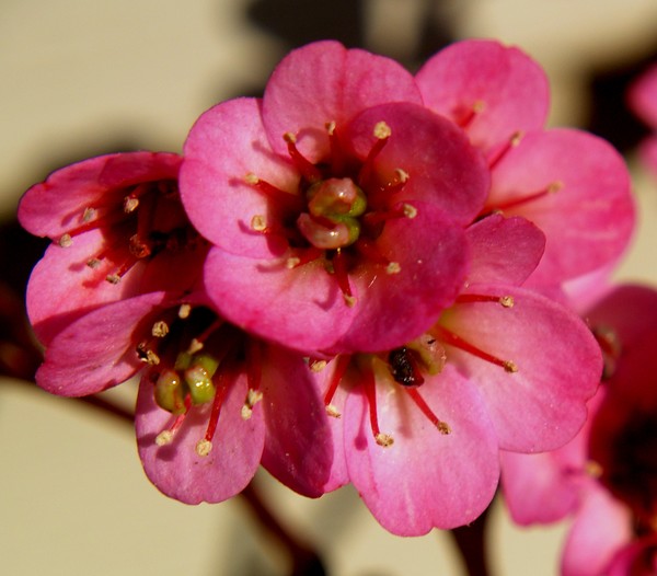 Pretty Pink