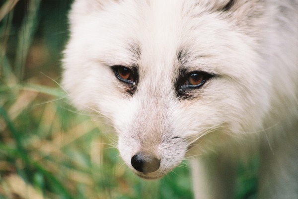 Snow Fox