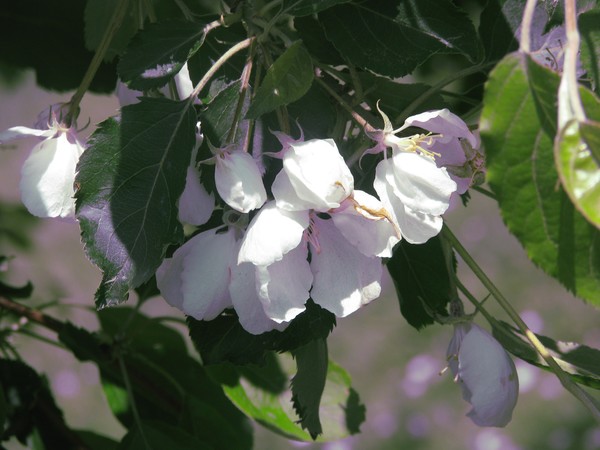 RESTING IN THE BLOOM..