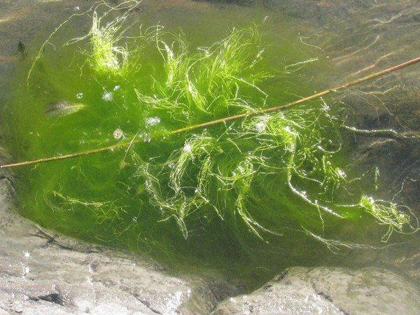 IN THE SEA