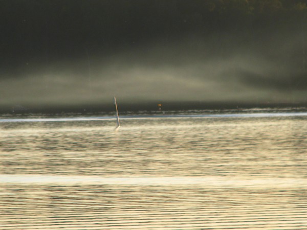 MIST OUT THERE..