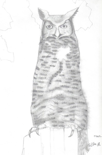 great horned owl