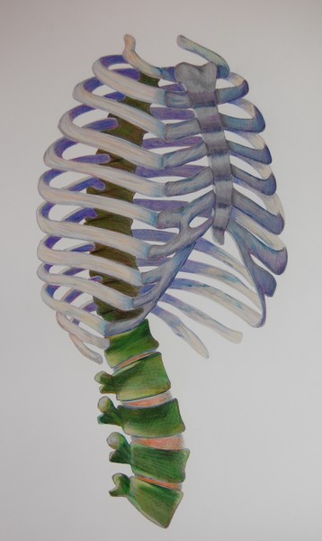 Rib Cage