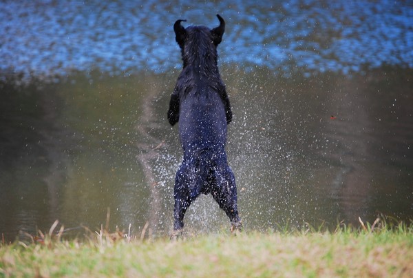 The Jump
