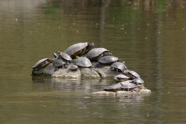 Stacked Turtles