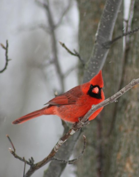 Curious Cardinal