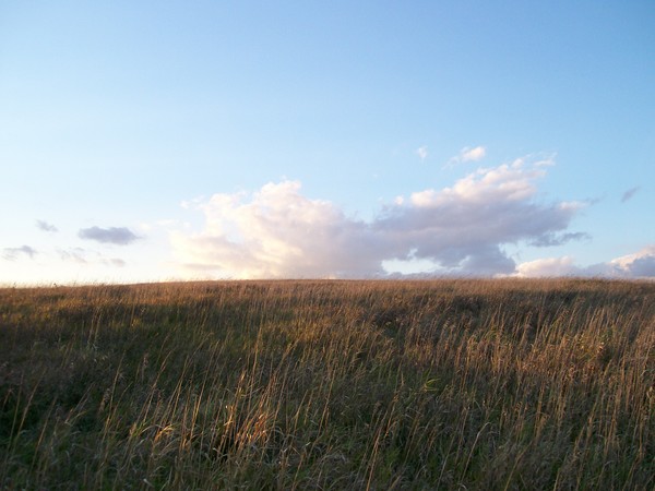 Field of Dreams