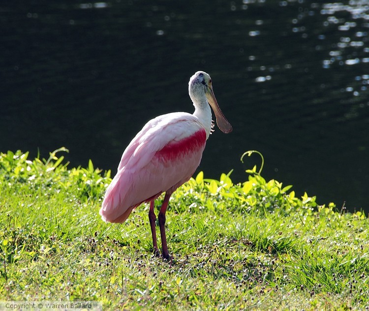 Spoonbill 4-26-2017