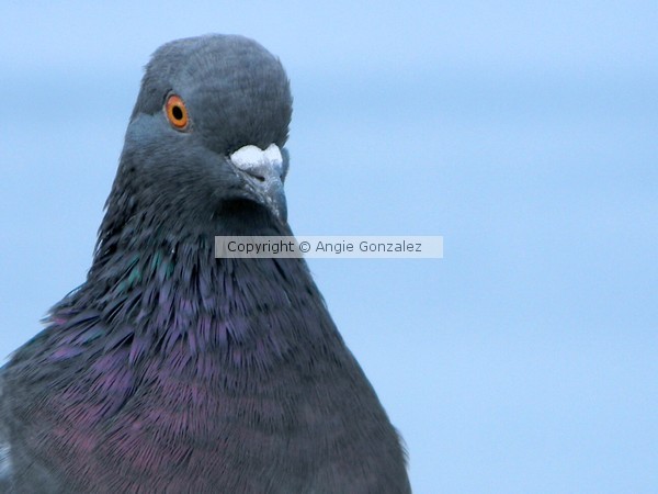 Pigeon