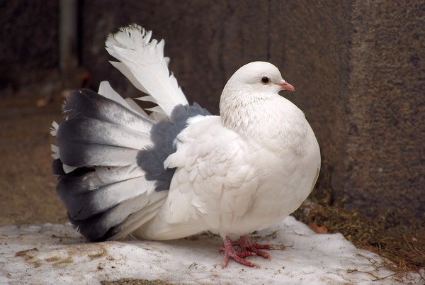 Bird