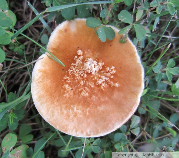 Mushroom 823