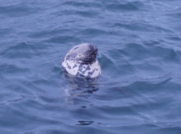 SEAL