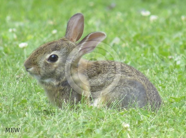 Baby Bunny