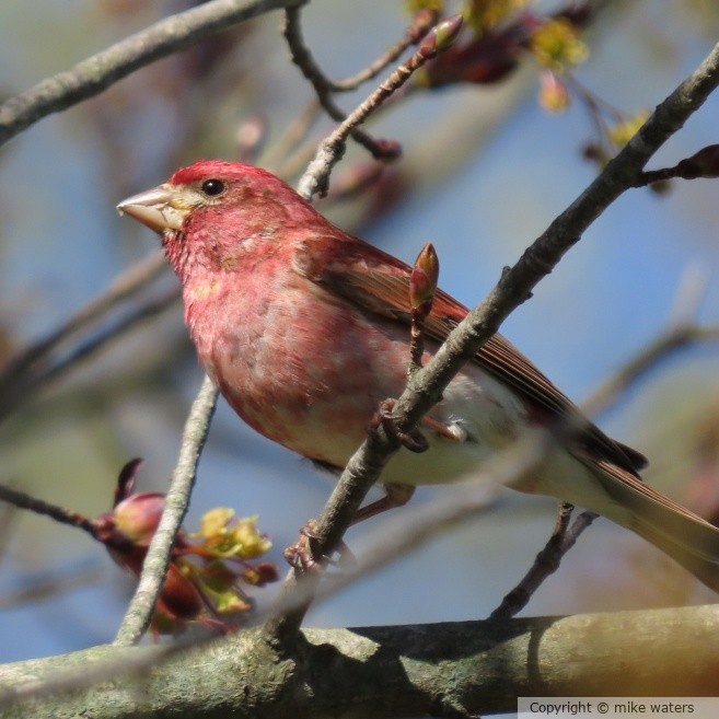 finch