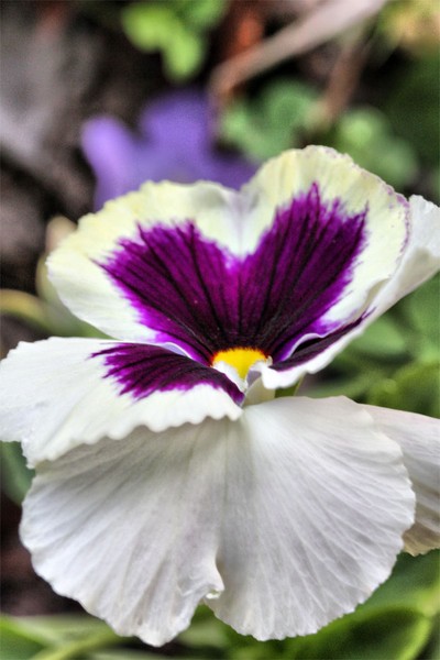 Pansy