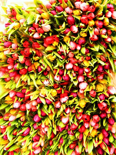Parisian Tulips