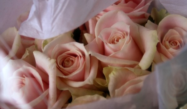 Tissue Wrapped Pinks
