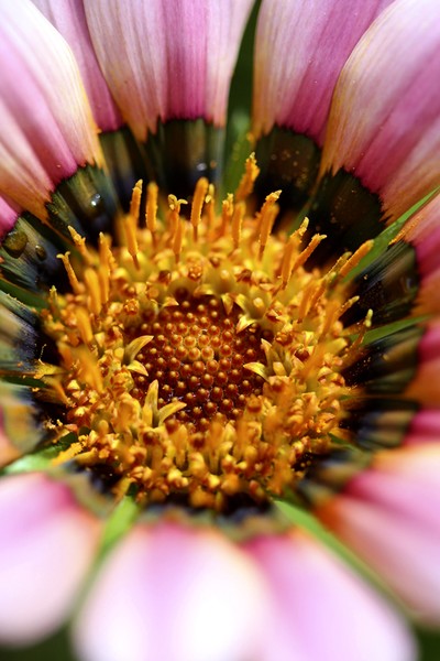 African Daisy
