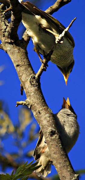 Mynah Meal Time