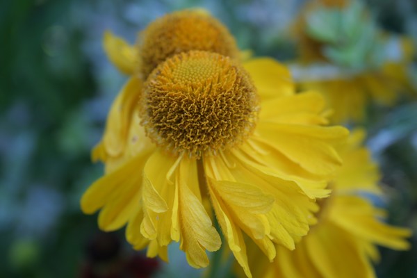 A yellow flower