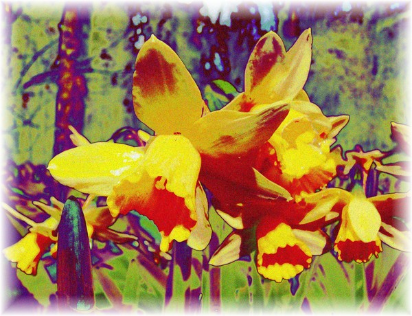And the daffodils look lovely today