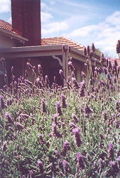 Looking at Lavender