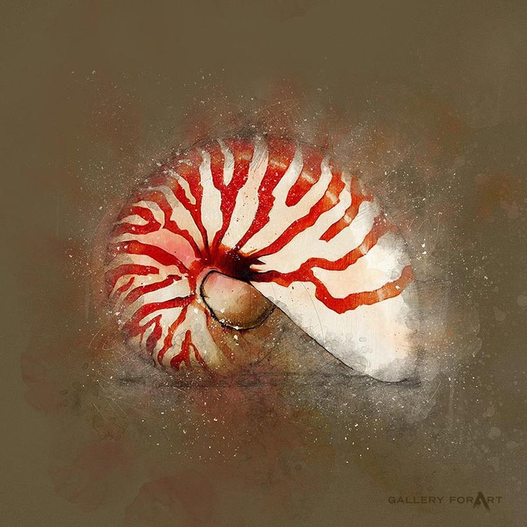 SHELL MUD NAUTILUS