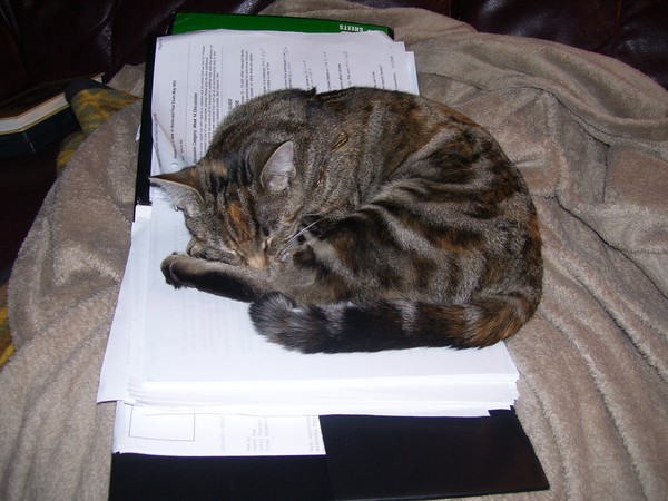 Sleeping while studying