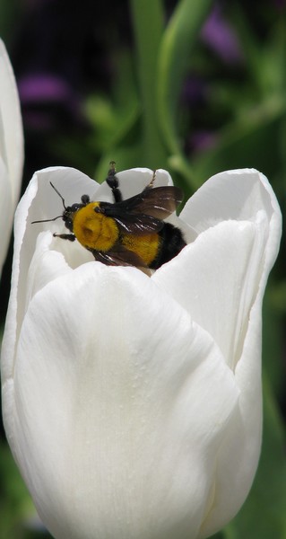 Tulip Bee
