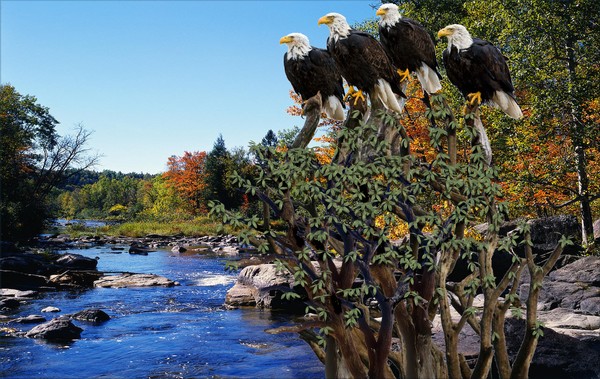 1035-Order of the Eagle