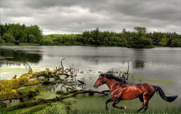 1182-Riverside Trot