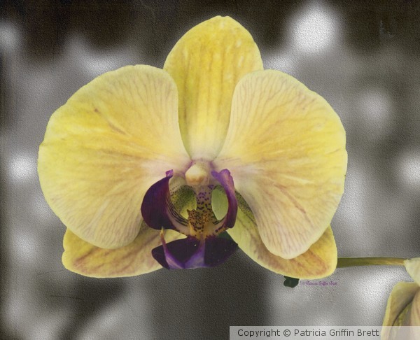 Orchid Study III