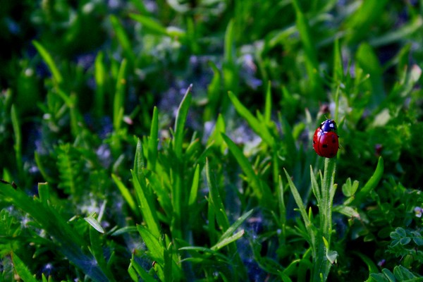 Ladybug
