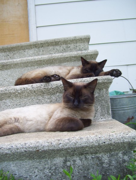 the handsome twins