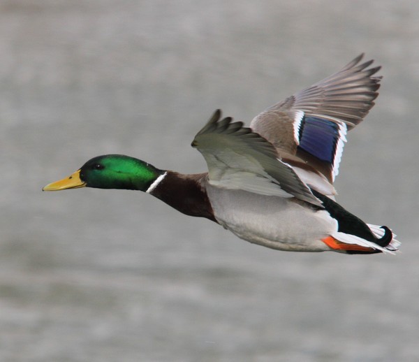 Male Mallard in flight.