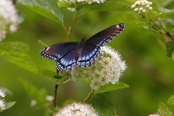 Red-Spotted Purple Swallowtail