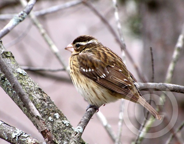 Rose-breasted Grosbeak - female