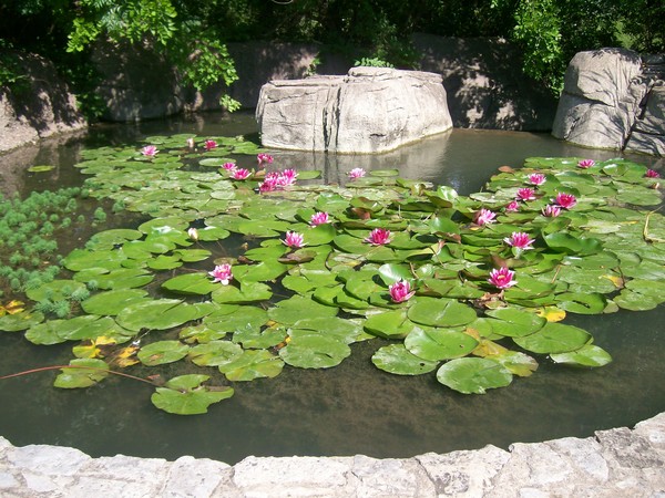 lilly pads
