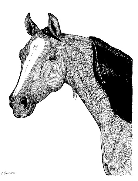 Tennesse Walking Horse