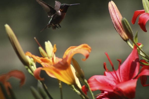 Hummer 9583