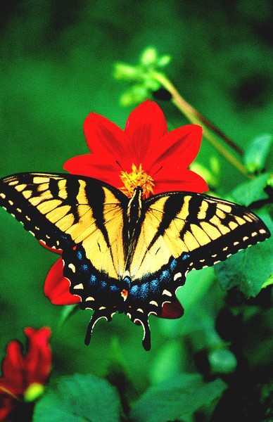 SWALOW TAIL BUTTERFLY ON RED DAHLIA