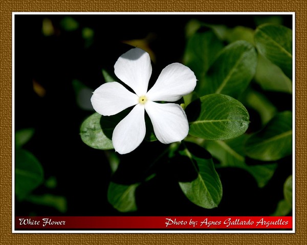 White Flower